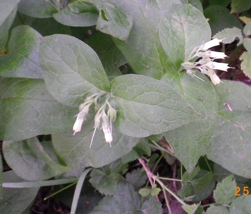 Fiori che pendono:  Symphitum sp. (Boraginaceae)